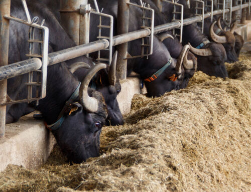 Nutrizione animale