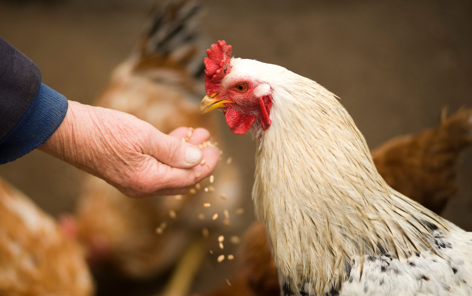 parallax-campana-gallina