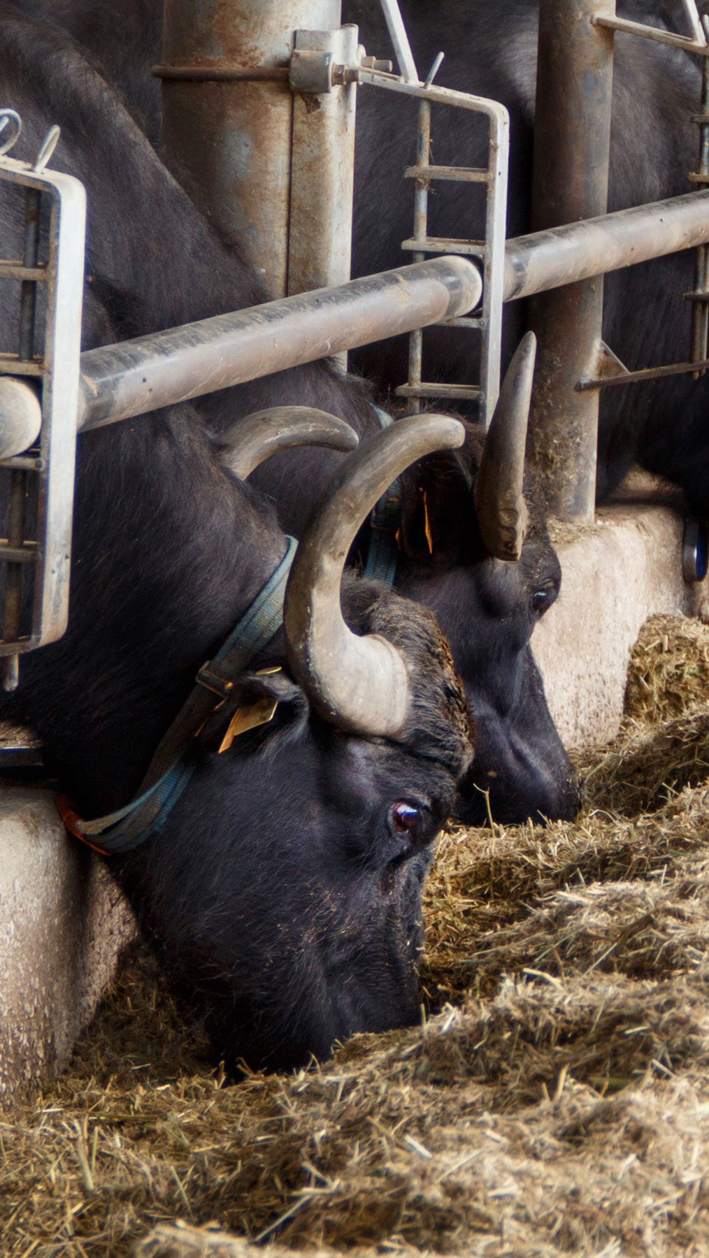 CAMPANA-nutrizione-animale